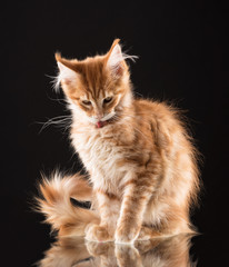 Maine Coon kitten