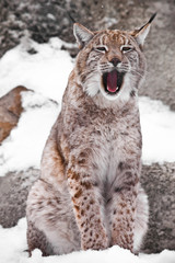 A seated lynx opens a wide mouth.