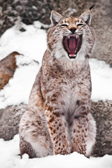 A seated lynx opens a wide mouth.