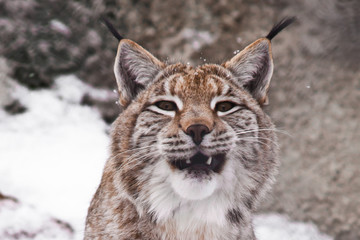 A close-up of the lynx's head, a big cat yawns exposing the red mouth.
