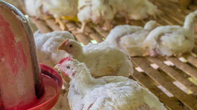 Broiler Chicken Farm. Bred And Raised For Meat Production