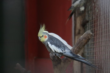 lovebirds - parrot parrot