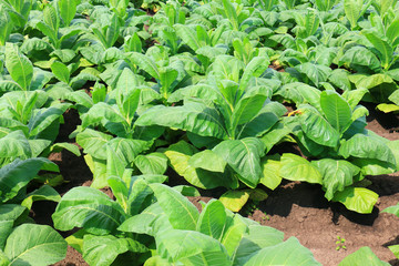 Tobacco big leaf crops 