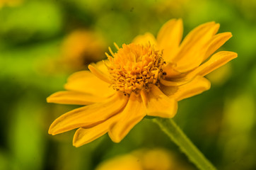 singapore daisy and gloden button flower on table decorate garden yellow flower 