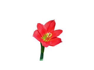 Red hippeastrum or amaryllis flowers isolated on white background with clipping path.