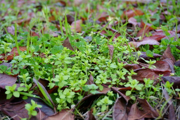 background of green leaves