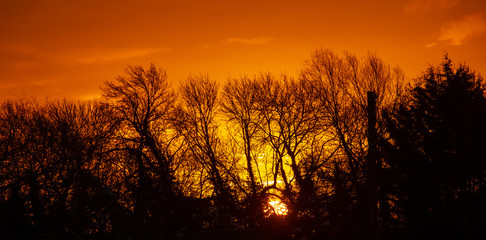 Naklejka premium sunrise with trees