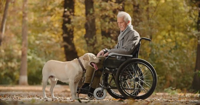 Beautiful golden retriever sitting on ground near his senior paralyzed owner in wheel chair in autumn park - old friend and companion 4k