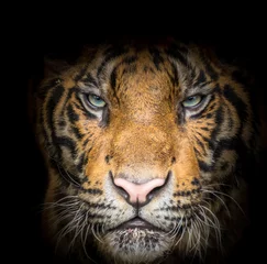 Photo sur Aluminium Tigre Visage de tigre féroce
