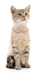 Cat on a white background