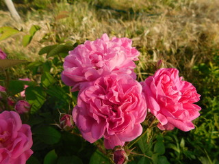 roses in the garden