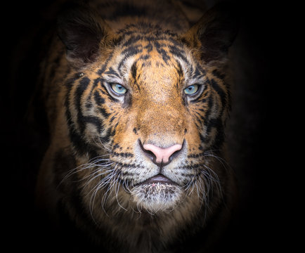 Fierce tiger face