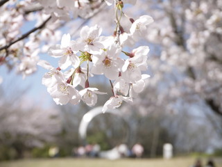 桜、お花見