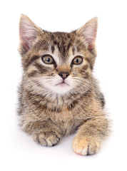 Kitten on white background.
