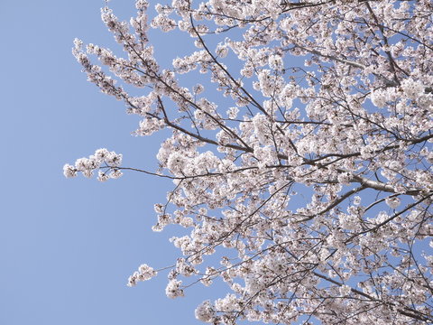 桜と青空、春イメージ