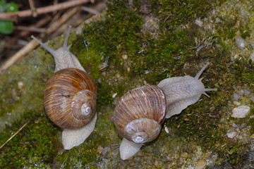 Weinbergschnecke
