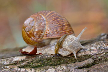 Weinbergschnecke