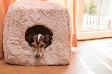 Cute little dog lies comfortably in a cat cave - Jack Russell 10 years old - hair style smooth