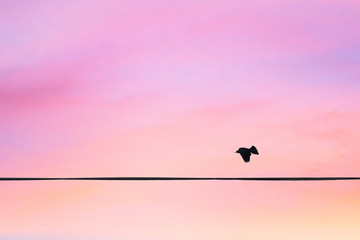 the bird flies against the sunset sky in pastel colors. Minimal style.