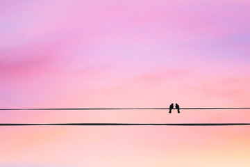 Two birds on a wire or electric line on the sunset sky background. Minimal. Family Concept - Powered by Adobe