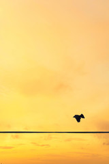 the bird flies against the sunset sky in pastel colors. Minimal style.