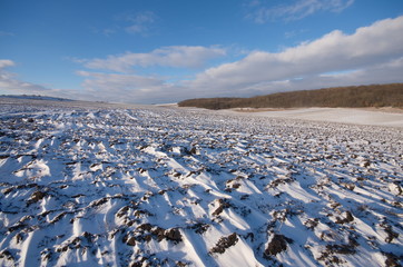 Winter landscape: Snow covered plowed Field. The distant forest