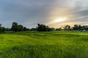Rice filed in the morning