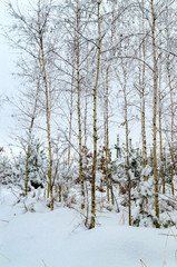 winter landscape, trees in the snow