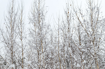 winter landscape, trees in the snow