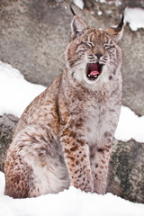 A seated lynx opens a wide mouth.