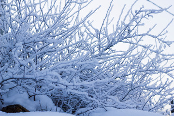 Tree brunches covered with snow caps after the snowfall close up.