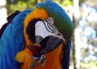 Macaw