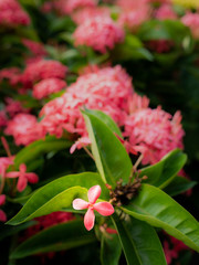 Single Pink Ixora Flowers Blooming