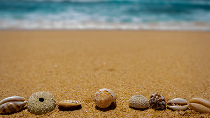 Fototapeta na wymiar Sea shells on the sand. Summer beach background. Summer time concept, copy space. 