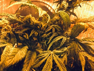 marijuana flower blooming medical cannabis plant