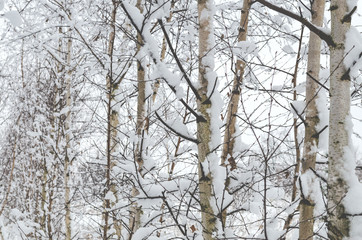 winter landscape, trees in the snow