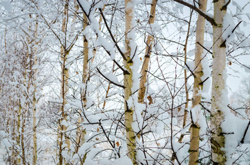 winter landscape, trees in the snow