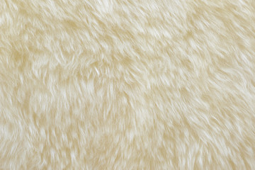 background and textured of real white cream wool sheep