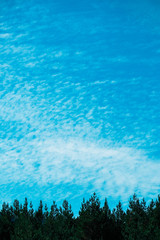 Feather clouds on the blue sky, pine forest treeline, summertime.