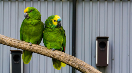 bird couple, two green amazon parrots close together on a branch, one yellow crowned and one blue fronted amazon, tropical birds from the amazon basin of america