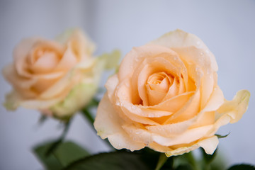 Champagne rose close-up