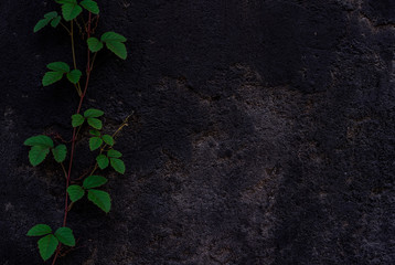 Black wall with ivy background 