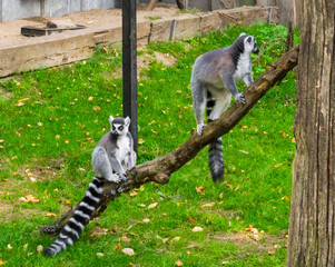 two ring tail lemur monkeys together on a branch, one sitting and one standing, endangered tropical primates from madagascar © Charlotte B