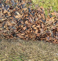 leavs falling autumn park winter 