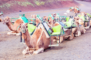 Camels at the famous Echadero de Camellos of the Timanfaya National Park on the volcanic island of Lanzarote, Canary Islands, Spain