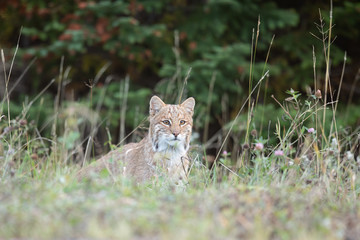 Wild Bobcat