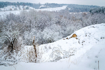 Fototapeta na wymiar winter landscape, trees in the snow