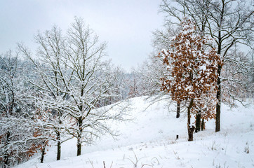 winter landscape, trees in the snow