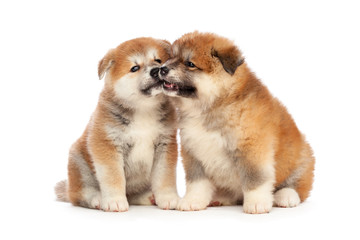 Obraz premium Akita Inu puppy dog on white background