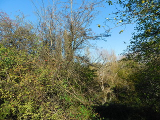 morning in the forest